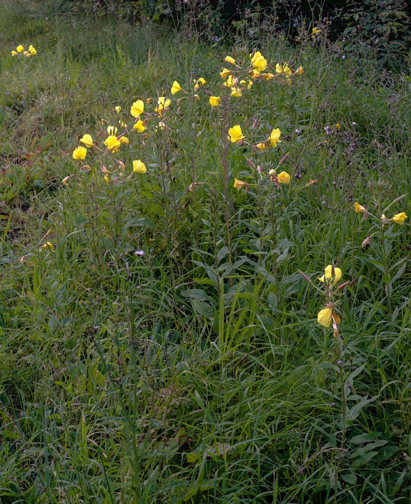 Oenothera glazioviana - © Charles Hipkin