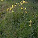 Oenothera glazioviana