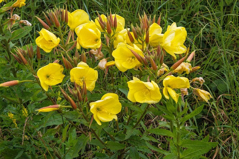 Oenothera glazioviana - © Charles Hipkin