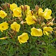 Oenothera glazioviana