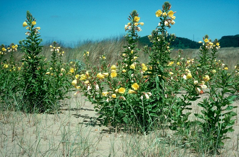 Oenothera glazioviana - © Charles Hipkin