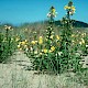 Oenothera glazioviana