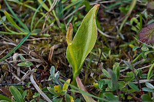 Ophioglossaceae