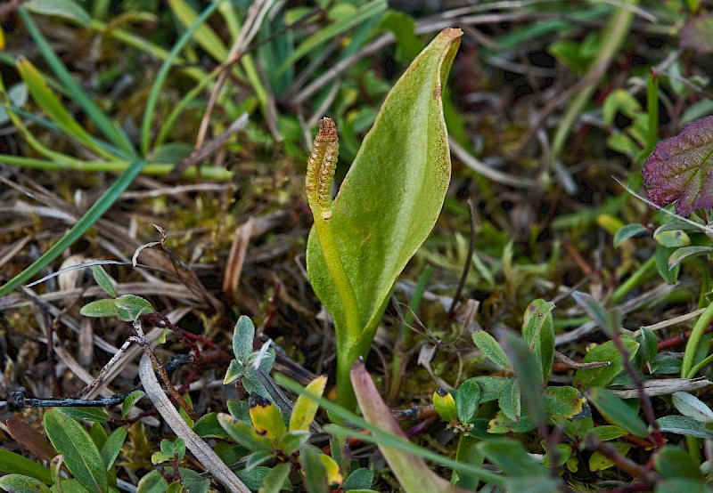 Ophioglossum vulgatum - © Charles Hipkin