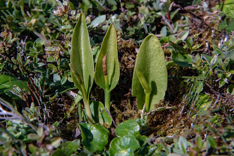 Ophioglossum vulgatum - © Charles Hipkin