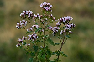 Origanum vulgare Wild Marjoram