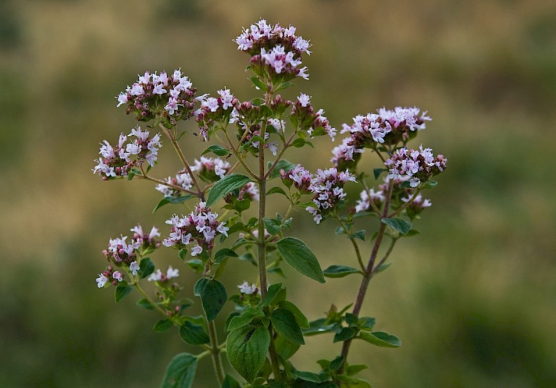 Origanum vulgare - © Charles Hipkin