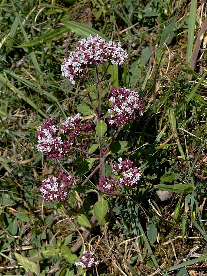 Origanum vulgare - © Charles Hipkin