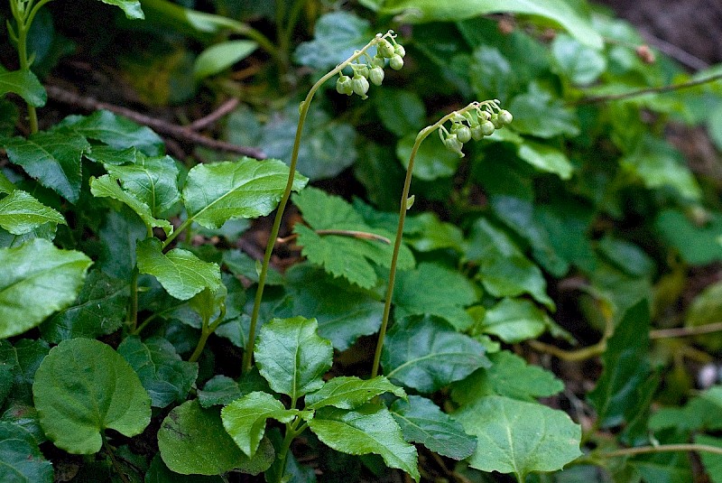 Orthilia secunda - © Charles Hipkin