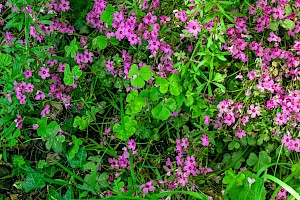 Oxalis debilis Large-flowered Pink-sorrel