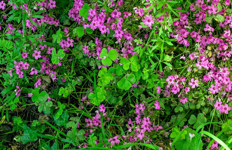 Oxalis debilis - © Charles Hipkin