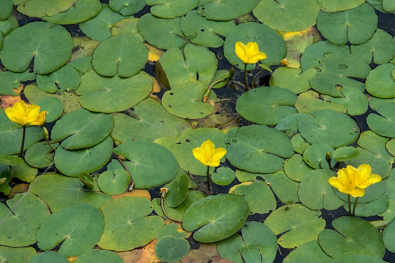 Nymphoides peltata - © Charles Hipkin