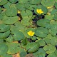 Nymphoides peltata