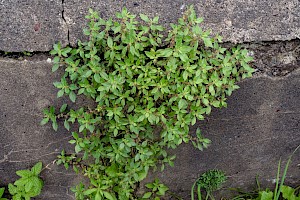 Parietaria judaica Pellitory-of-the-Wall