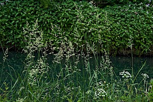 Phalaris arundinacea Reed Canary-grass