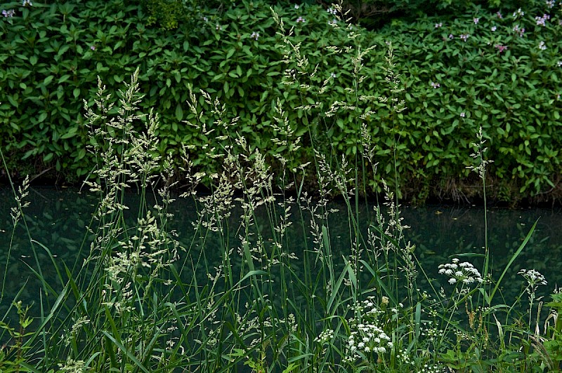 Phalaris arundinacea - © Charles Hipkin