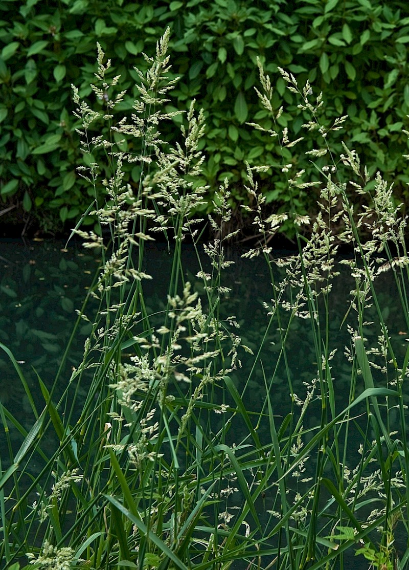 Phalaris arundinacea - © Charles Hipkin