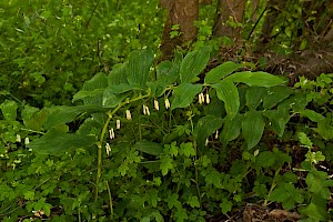 Polygonatum x hybridum Garden Solomon's-seal