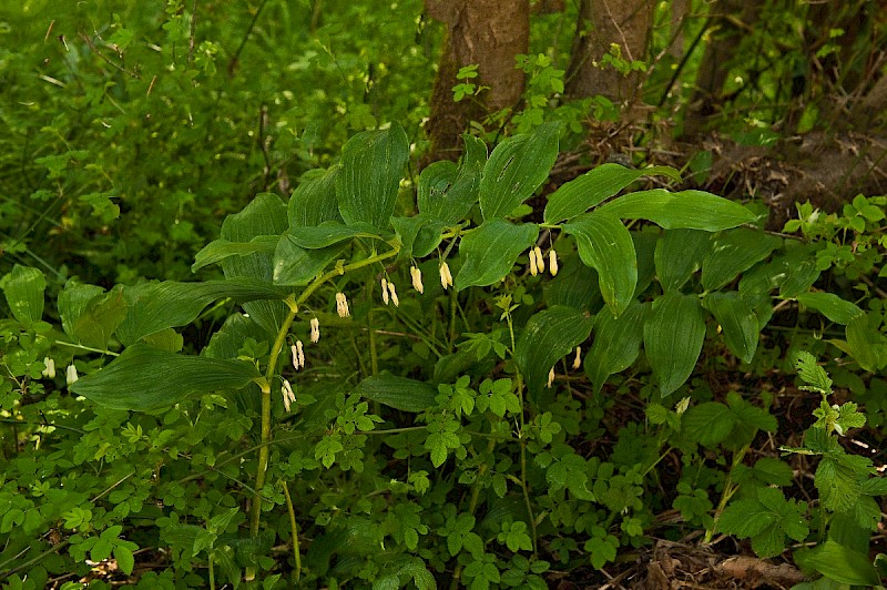 Polygonatum x hybridum - © Charles Hipkin