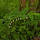 Polygonatum x hybridum