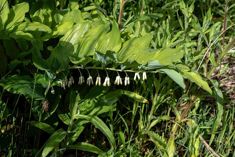 Polygonatum x hybridum - © Charles Hipkin