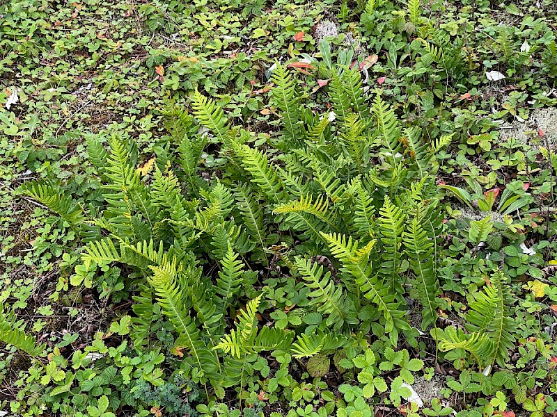 Polypodium interjectum - © Charles Hipkin