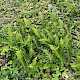 Polypodium interjectum