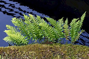 Polypodium vulgare Polypody