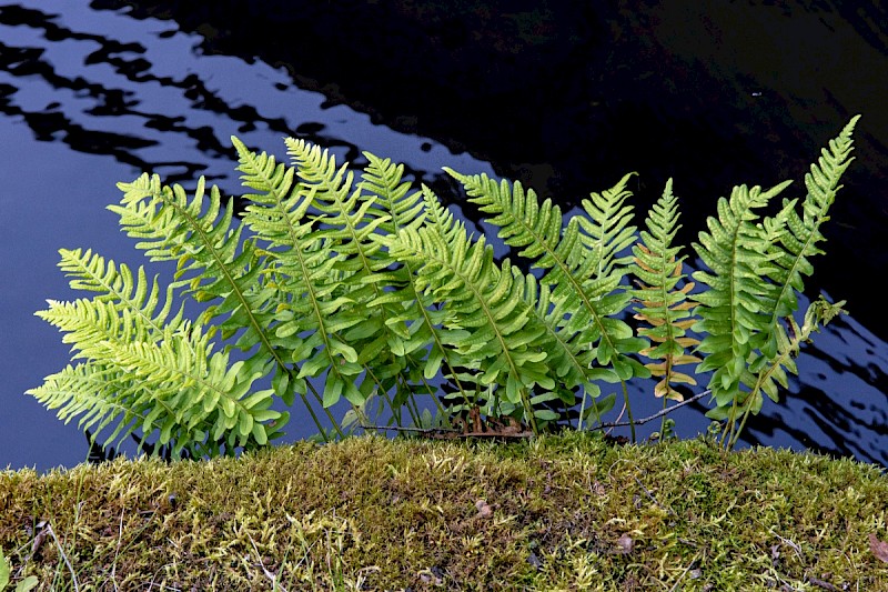 Polypodium vulgare - © Charles Hipkin