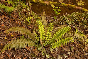 Polystichum aculeatum Hard Shield-fern