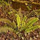 Polystichum aculeatum