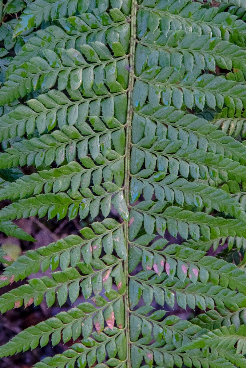 Polystichum aculeatum - © Charles Hipkin