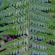 Polystichum aculeatum