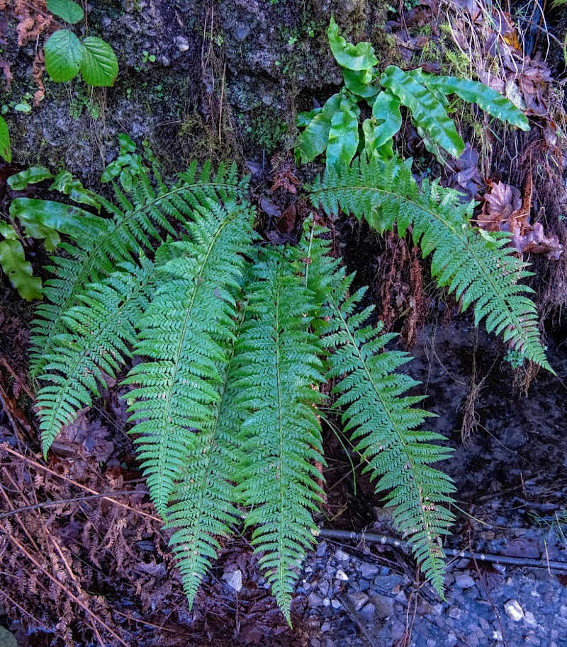 Polystichum aculeatum - © Charles Hipkin