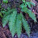 Polystichum aculeatum