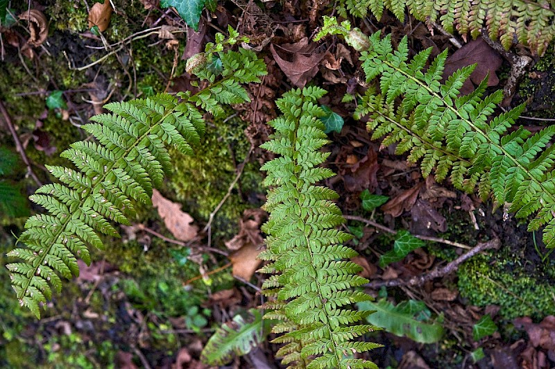 Polystichum aculeatum - © Charles Hipkin