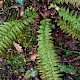 Polystichum aculeatum