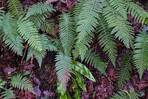 Polystichum setiferum Soft Shield-fern