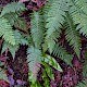 Polystichum setiferum