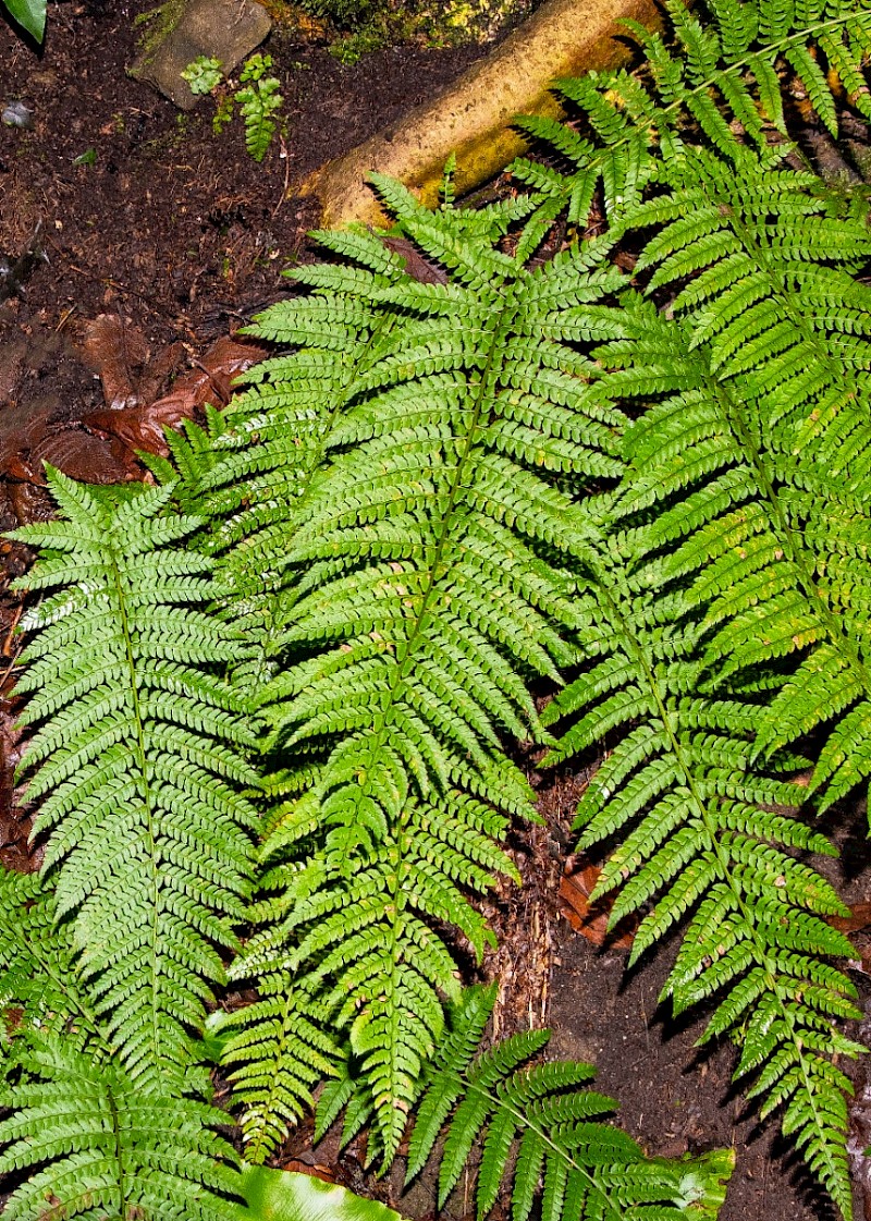 Polystichum setiferum - © Charles Hipkin