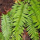 Polystichum setiferum