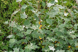 Populus alba White Poplar