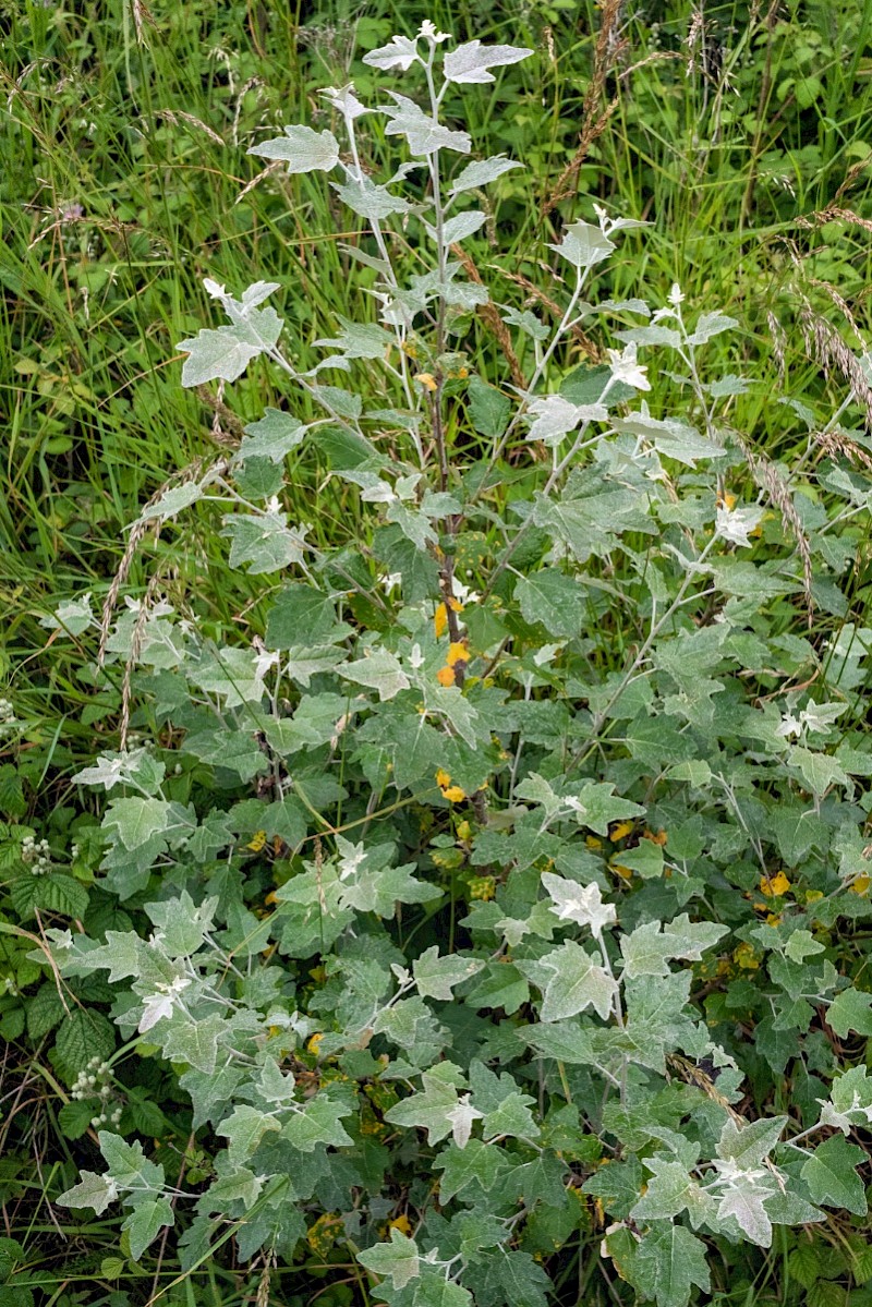 Populus alba - © Charles Hipkin