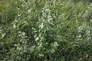 Populus x canescens Grey Poplar (P. alba x tremula)