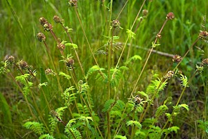 Poterium sanguisorba subsp. balearicum Fodder Burnet