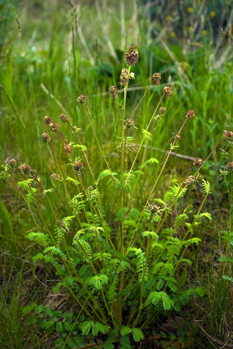 Poterium sanguisorba subsp. balearicum - © Charles Hipkin