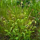 Poterium sanguisorba subsp. balearicum