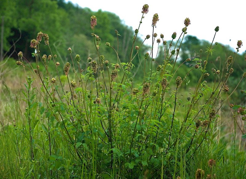 Poterium sanguisorba subsp. balearicum - © Charles Hipkin