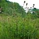 Poterium sanguisorba subsp. balearicum