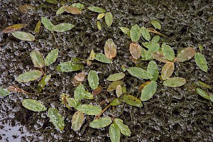 Potamogeton natans Broad-leaved Pondweed